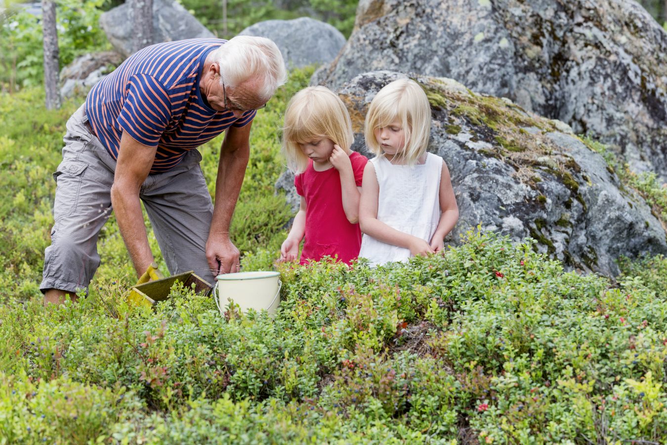 Eldre mann plukker blåbær sammen med to småjenter. Foto: Jörgen Wiklund/Scandinav